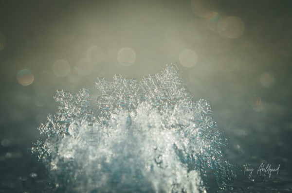 Macro Yellow Snowflake Hi Res   A3 by Tracy Abildgaard